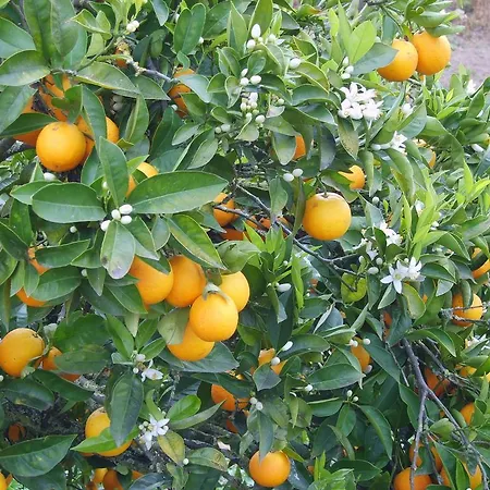 Bed & Breakfast Quinta Da Vida Serena Alfeizerão